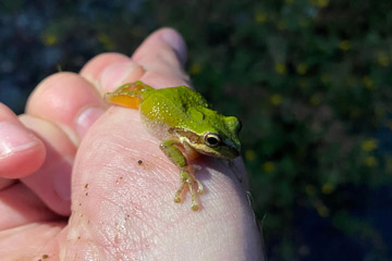green frog on a hand