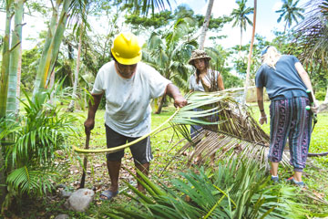 Fijians clearing palm tree leaves