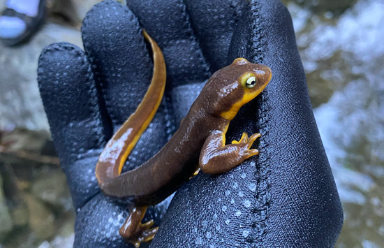 newt in gloved hand