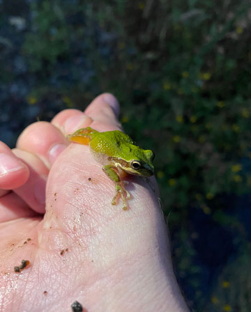 green frog on hand small