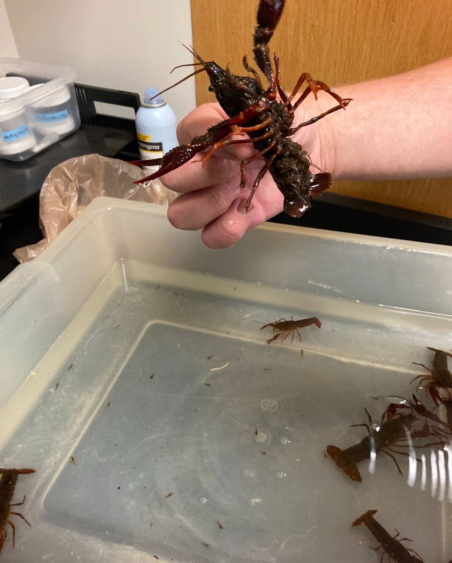 holding crayfish