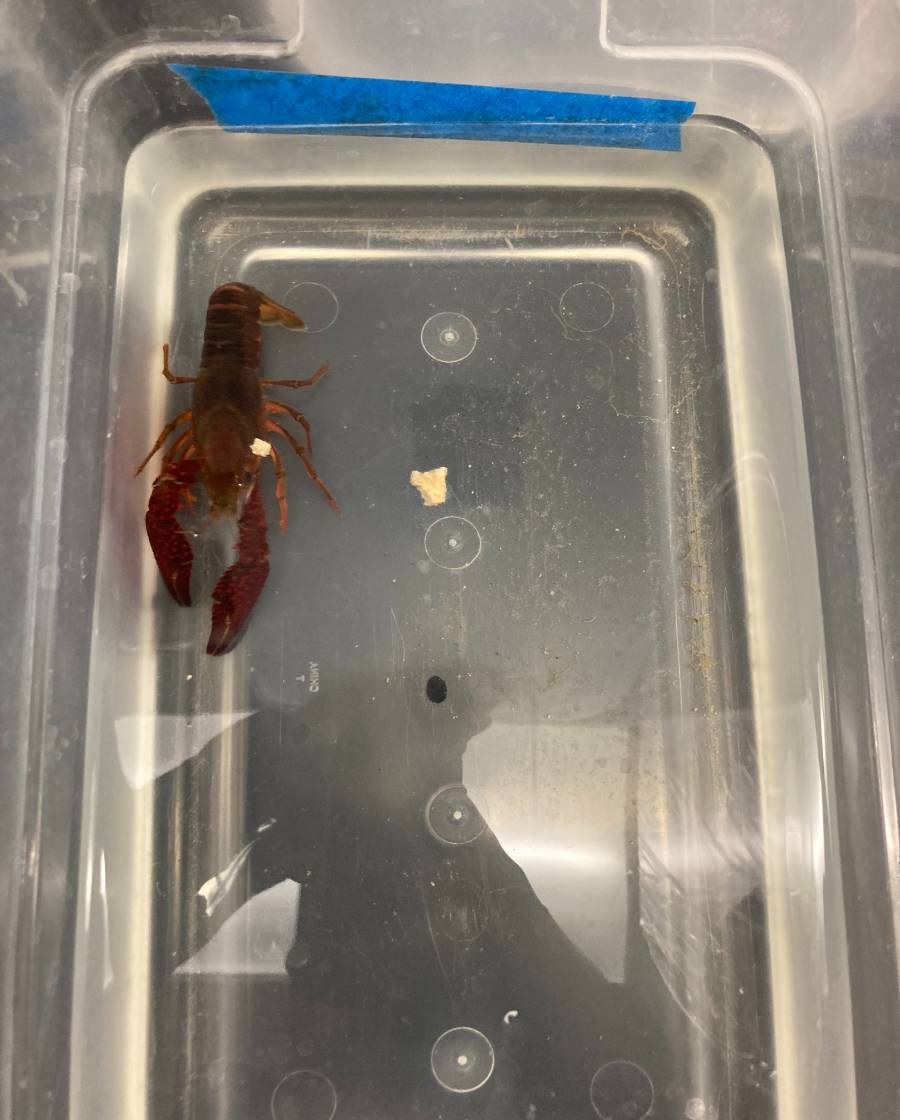 1 crayfish in tub