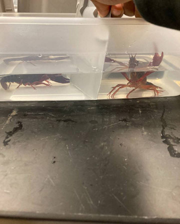 2 crayfish in separate tubs small