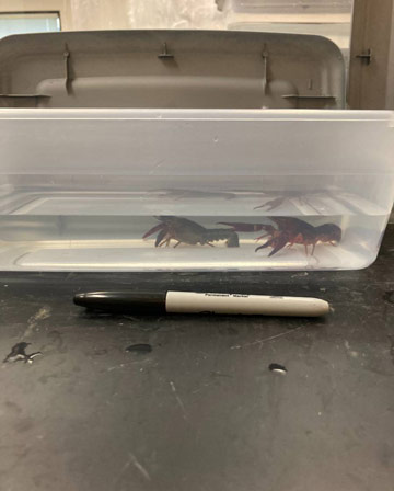 2 crayfish in 1 tub small