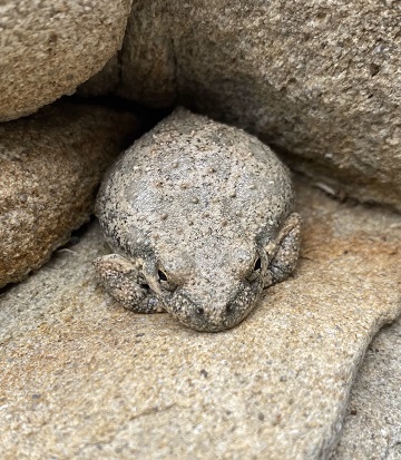 gray frog on a rock