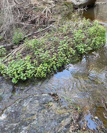 green stream small