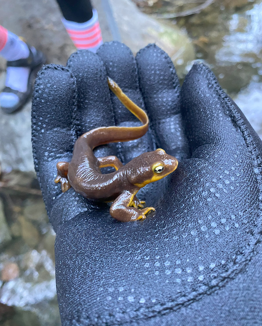 newt in gloved hand