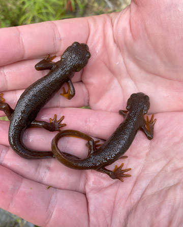newt in palm of hand