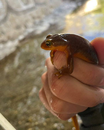 salamander small