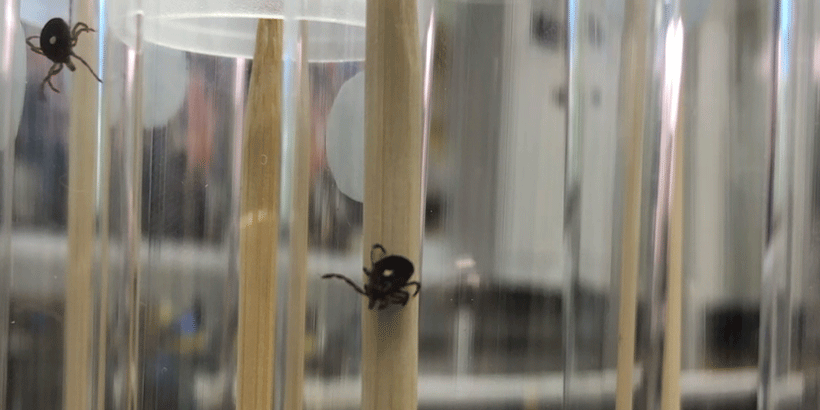 Specimens in a test jar