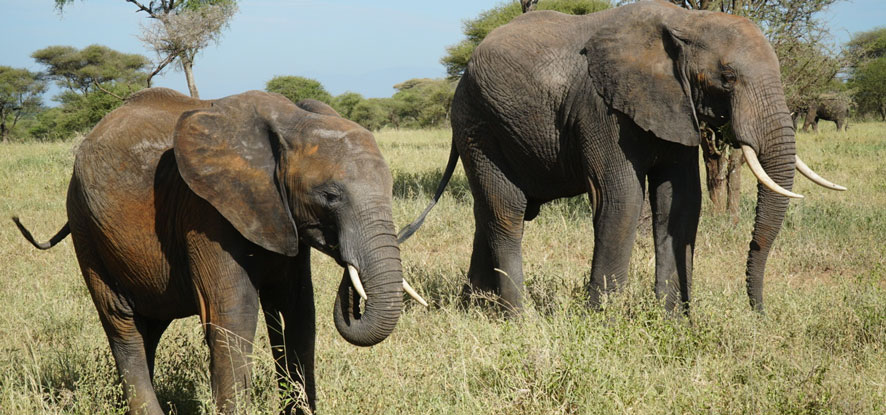 Up close image of two elephants in Tanzania