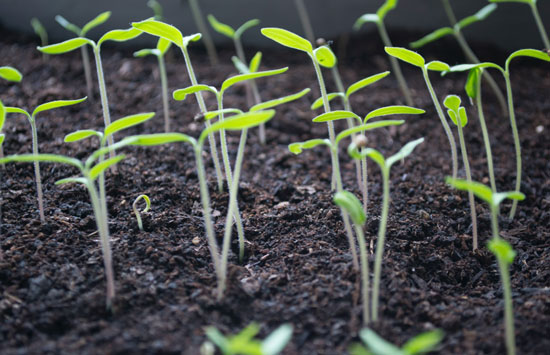 Flowers sprouting in soil