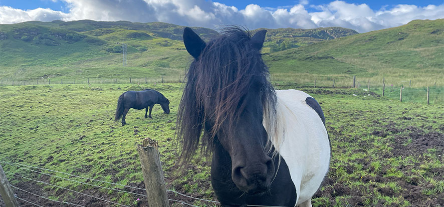 Black and white horse in Edinburgh, Scotland