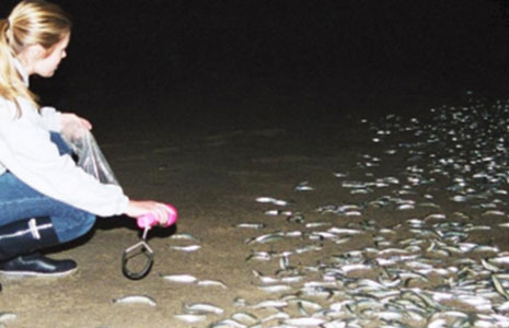 Students studying grunions