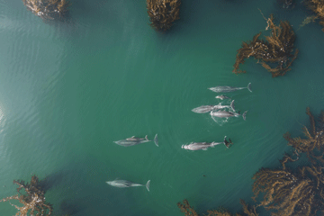 Dolphins swimming