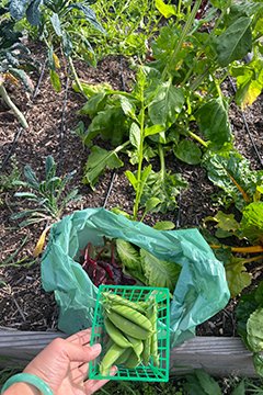 Produce from the organic community garden