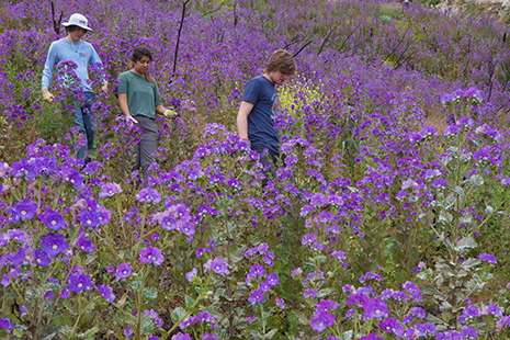Three student researchers walking through bright purple blooms on hillside.